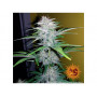 Cannabis seeds CBD LEMON POTION AUTO from Barney's Farm at Smartshop-smartshop.ua®