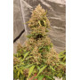 Семена каннабиса PURPLE PUNCH Auto