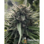 Насіння конопель Opium від Divine Seeds - Smartshop-smartshop.ua®