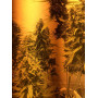 Семена конопли Auto Gagarin Feminized от Marley Seedbank - Smartshop-smartshop.ua®