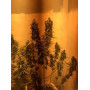 Семена конопли Auto Gagarin Feminized от Marley Seedbank - Smartshop-smartshop.ua®