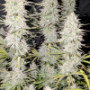 Семена каннабиса Wedding CHEESECAKE Auto