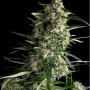 Cannabis seed variety Auto GALAXY