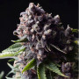 Cannabis seed variety Auto PURPLE