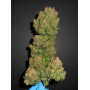Семена каннабиса Z Auto (Zkittlez Auto)