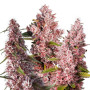 Семена конопли Tropicanna Poison Feminised Silver от Error Seeds - Smartshop-smartshop.ua®