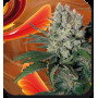 Cannabis seed variety SYRUP AUTO®