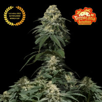 TROPICANA Cookies FF