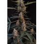 Сорт семян каннабиса Original AUTO NORTHERN LIGHTS