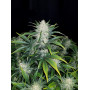 Семена каннабиса RHINO RYDER Auto