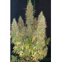 Сорт семян каннабиса Original AUTO SKUNK