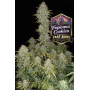 Семена каннабиса TROPICANA Cookies Auto