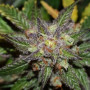 Семена конопли Auto Colorado Cookies Feminised Silver от Error Seeds - Smartshop-smartshop.ua®