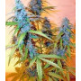 Семена конопли Auto Northern Blue Feminised Silver от Error Seeds - Smartshop-smartshop.ua®