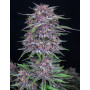 Семена каннабиса BANANA PURPLE PUNCH Auto