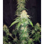 Cannabis seed variety RUSSIAN Auto