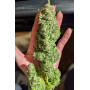 Сорт семян каннабиса Original AUTO CRITICAL