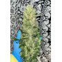 Семена каннабиса Z Auto (Zkittlez Auto)