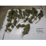 Семена конопли Auto Gagarin Feminized от Marley Seedbank - Smartshop-smartshop.ua®