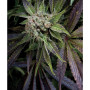 Cannabis seed variety BLUE PYRAMID feminised