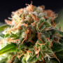 Cannabis seed variety SHARK feminised