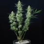 Cannabis seed variety VESTA AUTO®