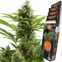 Cannabis seed variety VESTA AUTO®