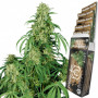 Cannabis seed variety CALAMITY JANE AUTO®