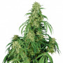 Cannabis seed variety CALAMITY JANE AUTO®