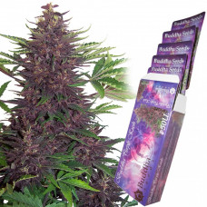 PURPLE KUSH® feminized