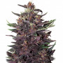 Cannabis seed variety PURPLE KUSH® feminized