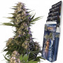 Cannabis seed variety KRAKEN® feminized