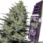 Cannabis seed variety MORPHEUS® feminized