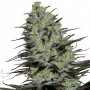 Cannabis seed variety MORPHEUS® feminized