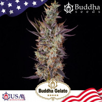 GELATO® feminized