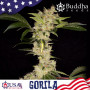 Cannabis seed variety GORILA® feminized