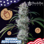 Cannabis seed variety AUTO COOKIE®