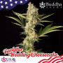 Cannabis seed variety WEDDING CHEESECAKE® feminized