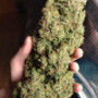 Семена каннабиса KOSHER CAKE Auto