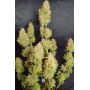Семена каннабиса Z Auto (Zkittlez Auto)