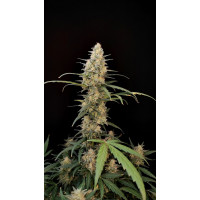 Auto Critical Original Feminised Silver