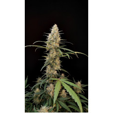 Auto Critical Original Feminised Silver