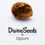 Насіння конопель Opium від Divine Seeds - Smartshop-smartshop.ua®
