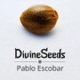 Насіння конопель Pablo Escobar від Divine Seeds - Smartshop-smartshop.ua®