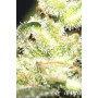 Насіння конопель CBD Angel від Divine Seeds - Smartshop-smartshop.ua®