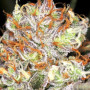 Cannabis seeds AK-47 XL from Divine Seeds at Smartshop-smartshop.ua®
