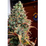 Семена каннабиса RHINO RYDER Auto