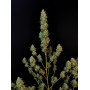 Сорт семян каннабиса Original AUTO JACK HERER