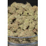 Сорт семян каннабиса Original AUTO WHITE WIDOW