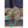 Сорт семян каннабиса Original AUTO JACK HERER